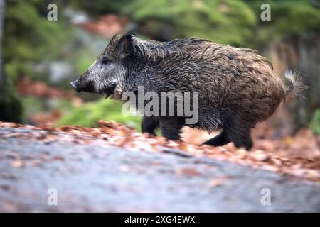 Widschwein Schwarzwild Wildschweine im Herbst *** Wildschwein Wildschwein im Herbst Stockfoto