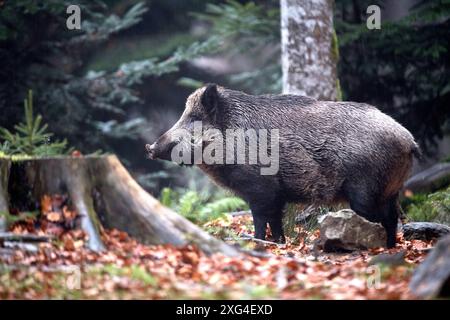 Widschwein Schwarzwild Wildschweine im Herbst *** Wildschwein Wildschwein im Herbst Stockfoto