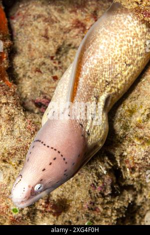 Mosambik, Maputo, Ponta do Ouro, Geometrischer Moray Aal (Siderea grisea, Gymnothorax griseus) Stockfoto