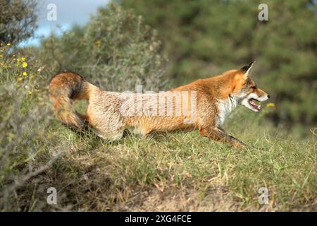 Rotfuchs Fuchs, Rotfuchs *** Rotfuchs, Rotfuchs Stockfoto