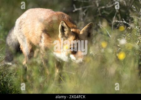 Rotfuchs Fuchs, Rotfuchs *** Rotfuchs, Rotfuchs Stockfoto