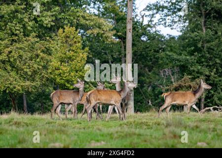 Rotwild zur auslaufenden Brunftzeit Rothirsche, Rotwild Brunftzeit Hirsche, Rothirsche Brunft, Rudelbildung Rotwild, *** Rotwild am Ende der Ru Stockfoto