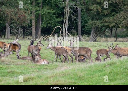 Rotwild zur auslaufenden Brunftzeit Rothirsche, Rotwild Brunftzeit Hirsche, Rothirsche Brunft, Rudelbildung Rotwild, *** Rotwild am Ende der Ru Stockfoto