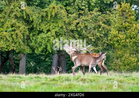 Rotwild zur auslaufenden Brunftzeit Rothirsche, Rotwild Brunftzeit Hirsche, Rothirsche Brunft, Rudelbildung Rotwild, *** Rotwild am Ende der Ru Stockfoto