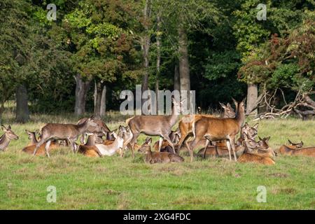 Rotwild zur auslaufenden Brunftzeit Rothirsche, Rotwild Brunftzeit Hirsche, Rothirsche Brunft, Rudelbildung Rotwild, *** Rotwild am Ende der Ru Stockfoto