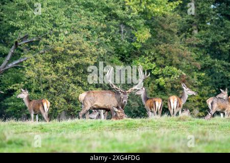 Rotwild zur auslaufenden Brunftzeit Rothirsche, Rotwild Brunftzeit Hirsche, Rothirsche Brunft, Rudelbildung Rotwild, *** Rotwild am Ende der Ru Stockfoto