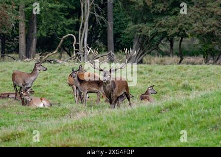 Rotwild zur auslaufenden Brunftzeit Rothirsche, Rotwild Brunftzeit Hirsche, Rothirsche Brunft, Rudelbildung Rotwild, *** Rotwild am Ende der Ru Stockfoto