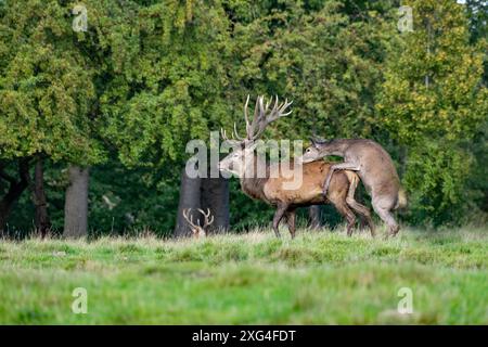 Rotwild zur auslaufenden Brunftzeit Rothirsche, Rotwild Brunftzeit Hirsche, Rothirsche Brunft, Rudelbildung Rotwild, *** Rotwild am Ende der Ru Stockfoto