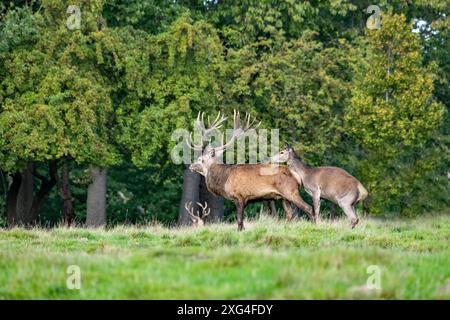 Rotwild zur auslaufenden Brunftzeit Rothirsche, Rotwild Brunftzeit Hirsche, Rothirsche Brunft, Rudelbildung Rotwild, *** Rotwild am Ende der Ru Stockfoto