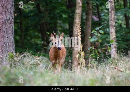 Rehbock, mittlerer , junger herangeblattet Rehbock jung, mittlerer herangeblattet Rehbock herangeblattet *** Rehbock, Medium, jung, jung und blättrig Stockfoto