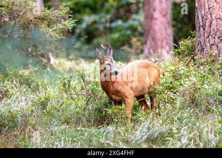 Rehbock, mittlerer , junger herangeblattet Rehbock jung, mittlerer herangeblattet Rehbock herangeblattet *** Rehbock, Medium, jung, jung und blättrig Stockfoto