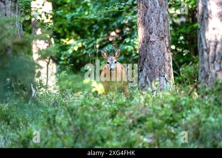 Rehbock, mittlerer , junger herangeblattet Rehbock jung, mittlerer herangeblattet Rehbock herangeblattet *** Rehbock, Medium, jung, jung und blättrig Stockfoto