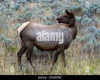 Elche sind ein häufiger Ort im Yellowstone National Park und ihre majestätische Präsenz ist ein willkommener Anblick für eine Stadt Stockfoto