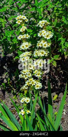 Sisyrinchium striatum, hellgelbe Augengras- oder Satinblume, hellgelbe Blüten Stockfoto