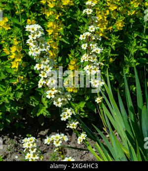 Sisyrinchium striatum, hellgelbe Augengras- oder Satinblume, hellgelbe Blüten Stockfoto