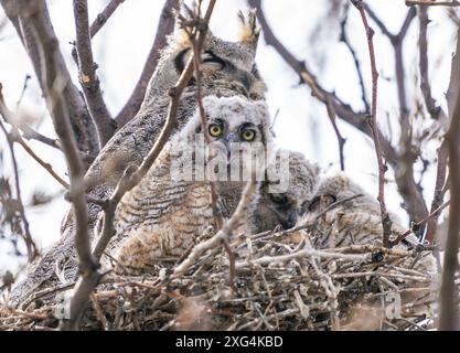 Ein weiäugiges und neugieriges Eule, das den Betrachter aus seinem Nest ansieht. Stockfoto