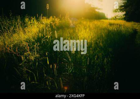 Ein wunderschönes grünes Feld, bedeckt mit langem, üppigem Gras, wird von den warmen Strahlen der untergehenden Sonne beleuchtet. Es ist eine idyllische Szene aus dem Sommer. Stockfoto