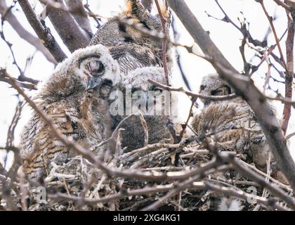 Eine Gruppe von Großhorneuulen sitzt im Nest mit einer Eule, die einschlaft und eine andere wachsam und auf den Betrachter blickt. Stockfoto