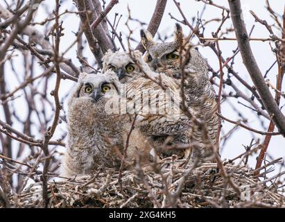 Porträt der Großhorneule in ihrem Nest, mit zwei Eulen vorne und dem Elternteil hinten. Nahbeobachtung im frühen Frühling. Stockfoto