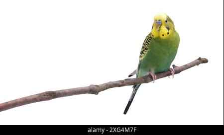 Heller Papagei auf Baumzweig vor weißem Hintergrund. Exotisches Haustier Stockfoto