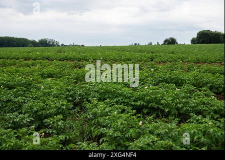 Grün blühendes Kartoffelfeld in der flämischen Landschaft um Tienen, Flandern, Belgien Stockfoto