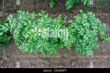 Grün blühende Kartoffelpflanze, Blick von oben auf Tienen, Flandern, Belgien Stockfoto