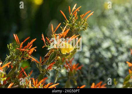 Gelber Schmetterling auf einer Gruppe orangener Blumen Stockfoto