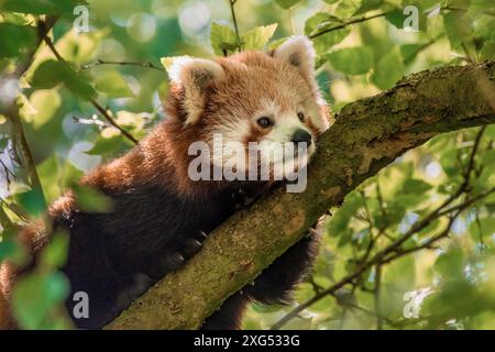 Roter Panda ruht im Baum Stockfoto