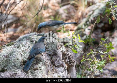Mexikanischer Jay (Aphelocoma wollweberi) mit Eichel Stockfoto