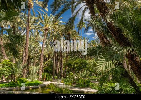 Historischer botanischer Garten Huerto Del Cura in Elche, Spanien. Stockfoto
