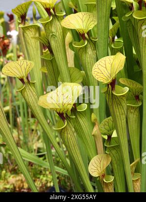 Gelbe Schlauchpflanze, Sarracenia Flava Apalachicola, Sarraceniaceae, South Eastern USA Stockfoto