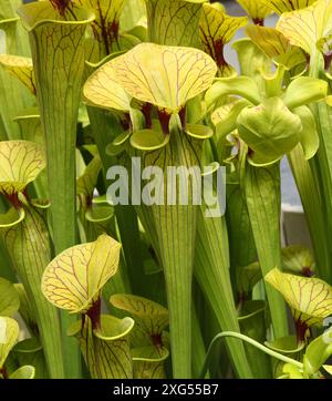 Gelbe Schlauchpflanze, Sarracenia Flava Apalachicola, Sarraceniaceae, South Eastern USA Stockfoto