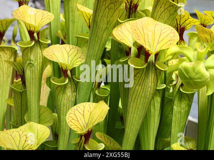 Gelbe Schlauchpflanze, Sarracenia Flava Apalachicola, Sarraceniaceae, South Eastern USA Stockfoto