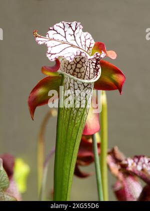 Karmesin, Purple Trompete-Blatt oder White Pitcherplant, Sarracenia leucophylla, Sarracenaceae. Nordamerika. Stockfoto