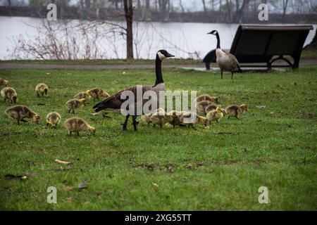 Kanadiengänse mit Gänsen im Rapids Park in LaSalle, Montreal, Quebec, Kanada Stockfoto