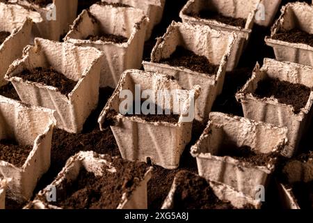 Torfpapierbecher für den Anbau von Setzlingen, quadratische Behälter für Setzlinge in der Landwirtschaft Stockfoto