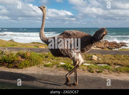 Ein Strauß, der auf dem Weg zum kap der Guten Hoffnung, westkap, Südafrika spaziert. Stockfoto