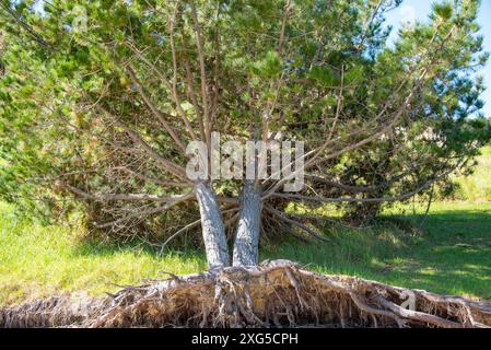 Entwurzelter Baum nach Windy Storm Stockfoto