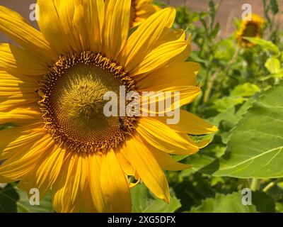 Sonnenblume im Garten am sonnigen Tag. Schöne gelbe große Blume mit hellen Blütenblättern und Samen Stockfoto