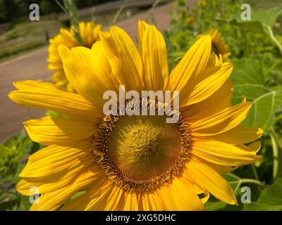Sonnenblume im Garten am sonnigen Tag. Schöne gelbe große Blume mit hellen Blütenblättern und Samen Stockfoto
