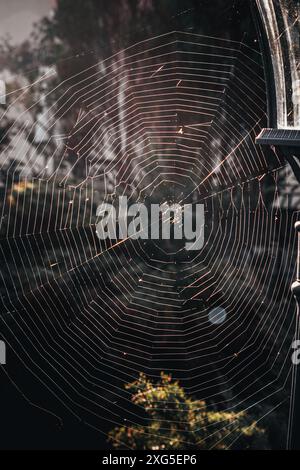 Ein großes, fast perfektes Netz wird bei Sonnenaufgang von einer Spinne auf einem Stab gewebt Stockfoto