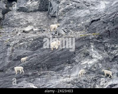 Bergziegen, Oreamnos americanus, auf den Klippen des düsteren Knob, Glacier Bay National Park, Alaska, USA Stockfoto