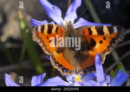 Kleiner Fuchs auf einer gewöhnlichen Sternhyazinthe Stockfoto