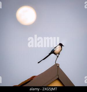 Nahaufnahme eines eurasischen Elbenvogels, der auf einem Dach thront Stockfoto