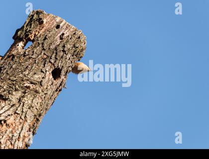 Auf einem Kofferraum thronend Stockfoto
