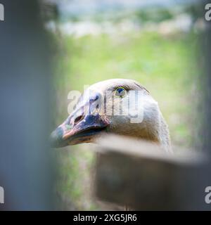 Porträt einer Gans, die merkwürdig durch einen Holzzaun schaut Stockfoto