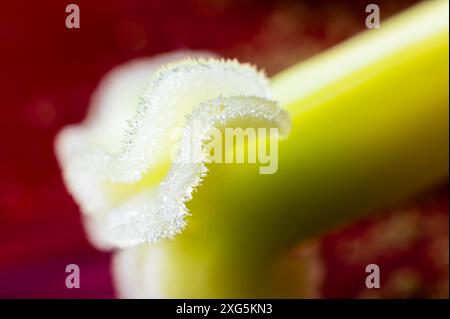 Grüne und gelbe Tulpenpistil extreme Makroaufnahme. Details der inneren Blüte einer Tulpe mit einem Pistil vor einem Hintergrund roter Blätter in Stockfoto