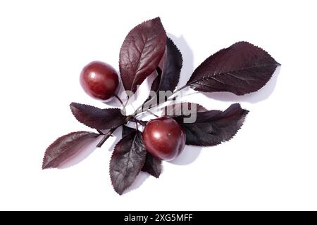 Kirschpflaume oder Myrobalanpflaume (Prunus cerasifera) Zweig mit Früchten und Blättern auf weißem Hintergrund. Stockfoto