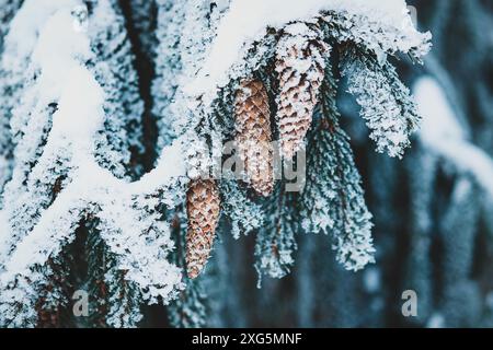 Weihnachtsbaum mit Zapfen unter Schnee, Winterwald Natur Stockfoto