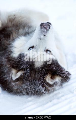 Alaskan Malamute Hund mit blauen Augen liegt auf dem Rücken im Schnee im Winter, Nahaufnahme Porträt Stockfoto